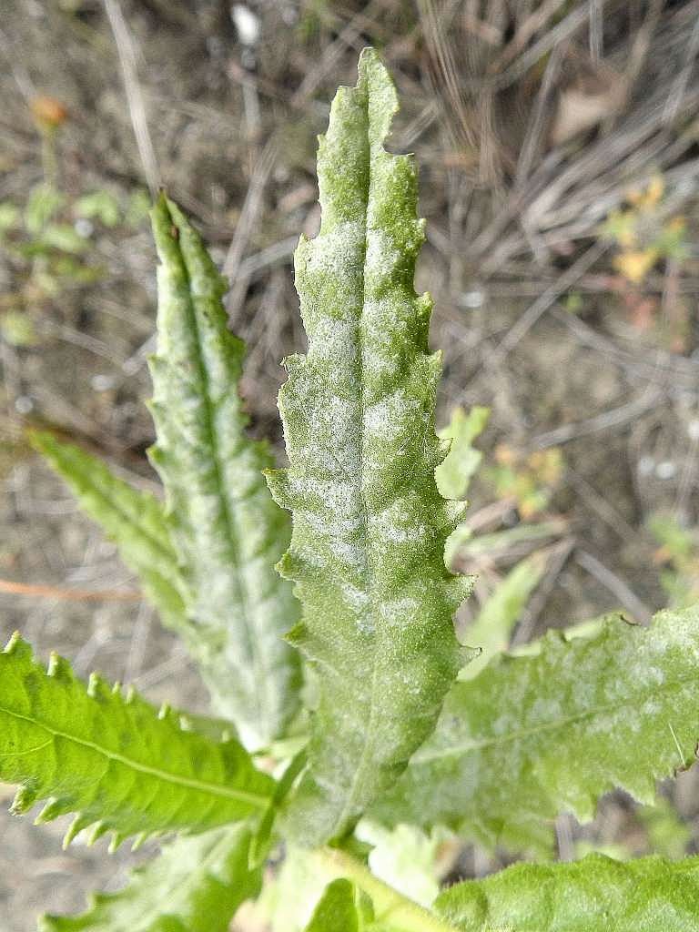 Dittrichia viscosa  (Asteraceae)